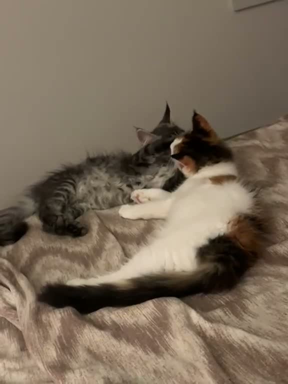 Maine Coon gatti in vendita: Cucciolo di Main Coon  a Provincia di Vicenza - Video 1