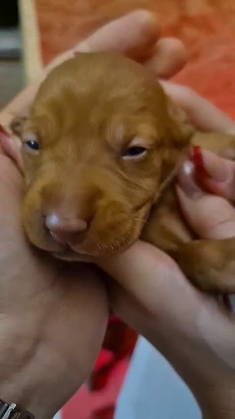 Vizsla cani in vendita: Disponibili ultimi maschietti Vizsla stupendi - Video 1