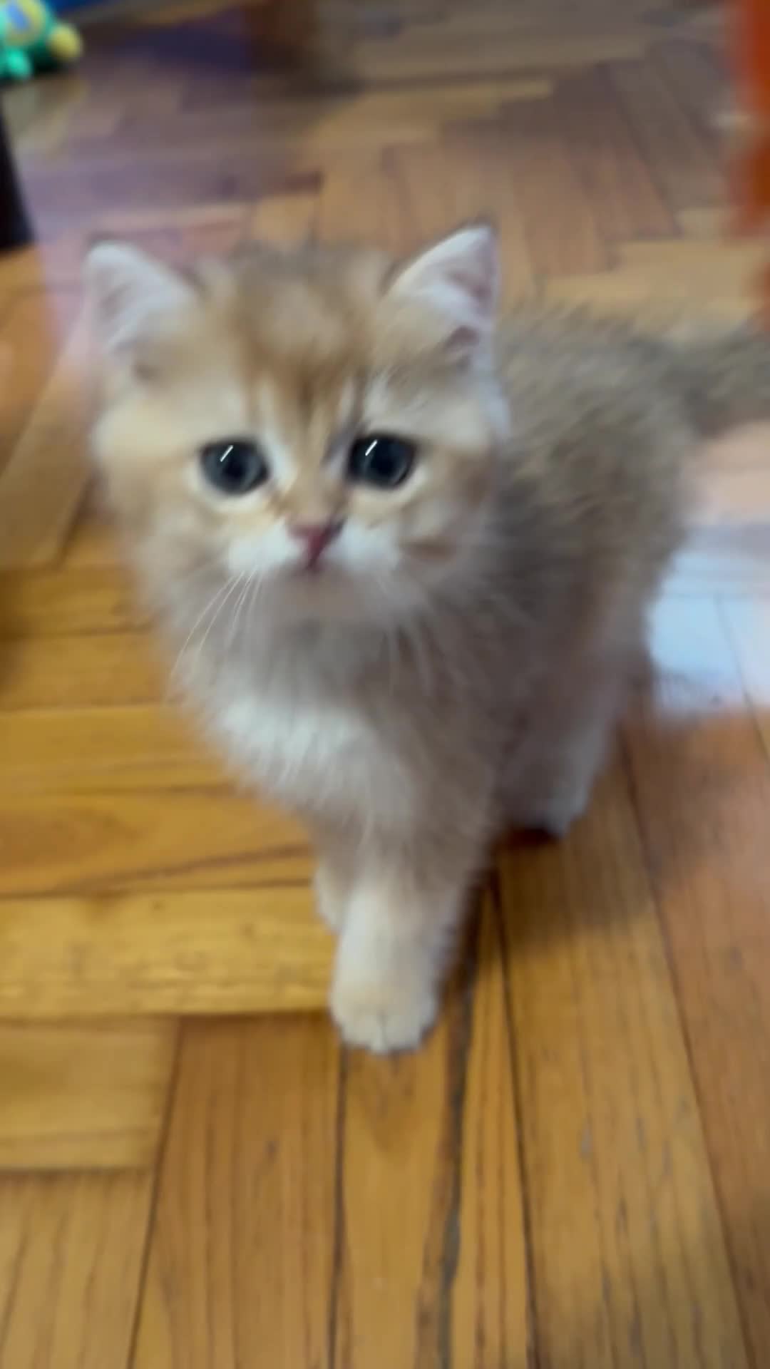 British gatti in vendita: British Golden  - Video 2