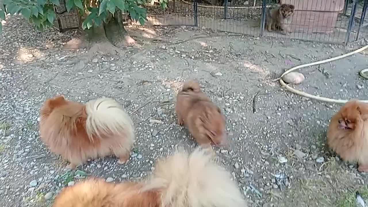 Spitz cani in vendita: Spitz tedesco piccolo volpino  - Video 3