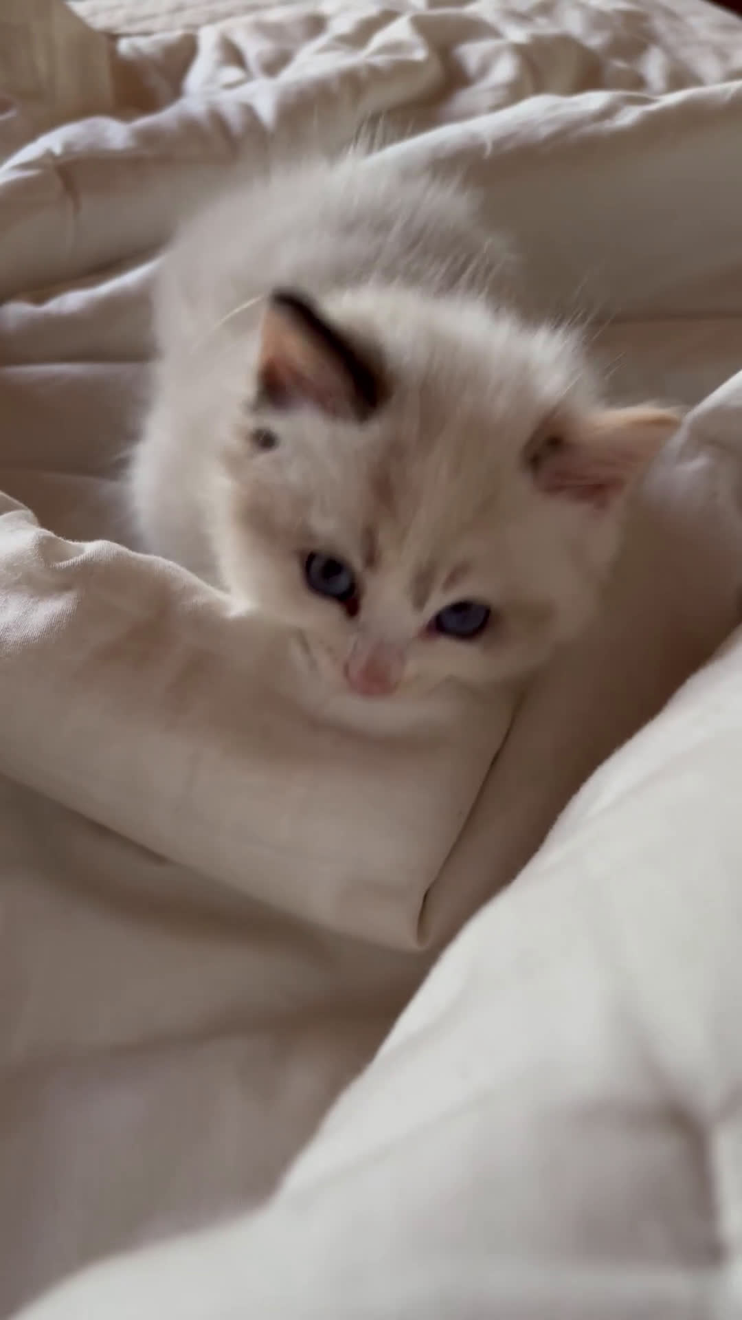 Ragdoll gatti in vendita: Splendidi gattini Ragdoll con pedigree  - Video 1