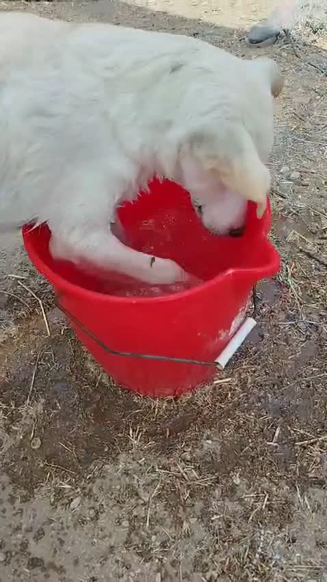 Altre razze cani in regalo: Miele - 8 Mesi - Dolce, Socievole - Video 1