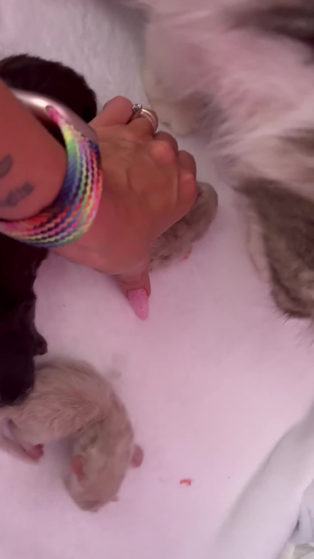 Persiano gatti in vendita: bellissima cucciolata persiana a Provincia di Ancona - Video 2