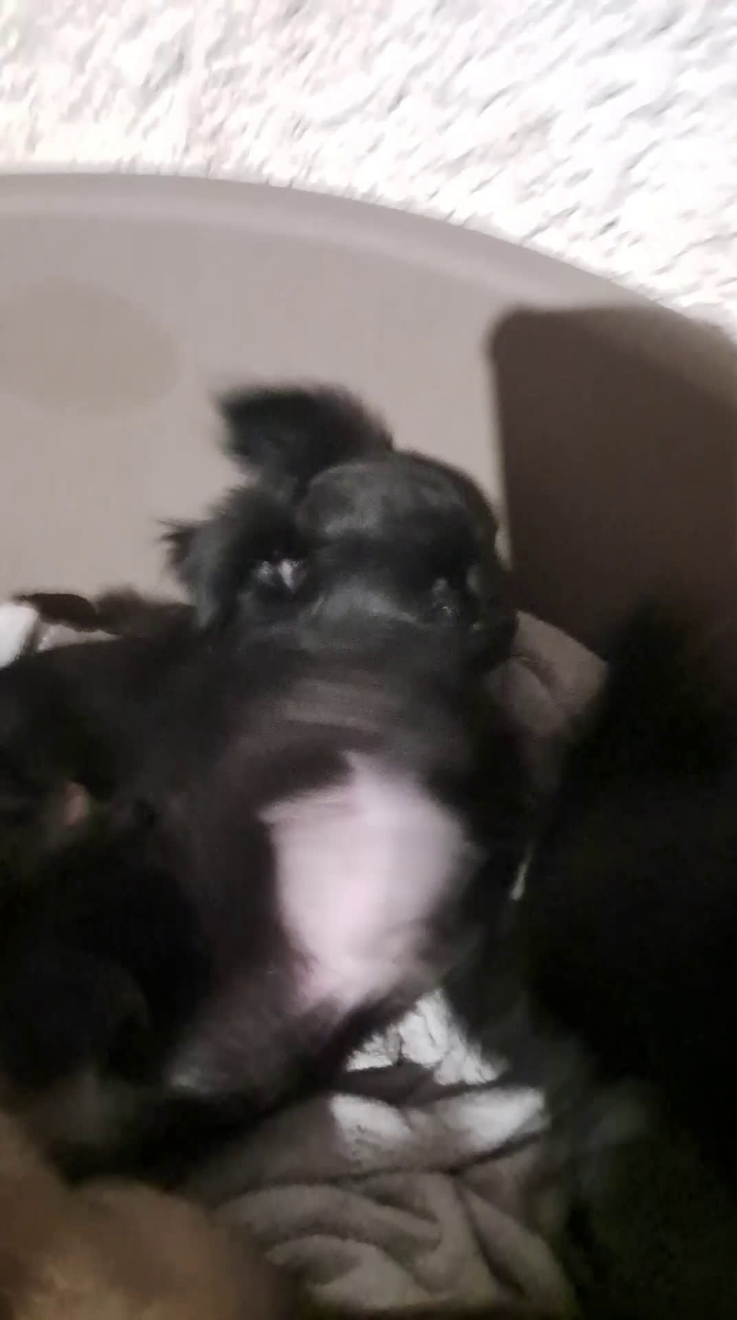 Chihuahua cani in vendita: Cuccioli chihuahua pelo lungo - Video 2
