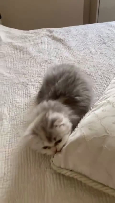 Persiano gatti in vendita: Gattini persiani normotipo  a Provincia di Reggio Emilia - Video 2