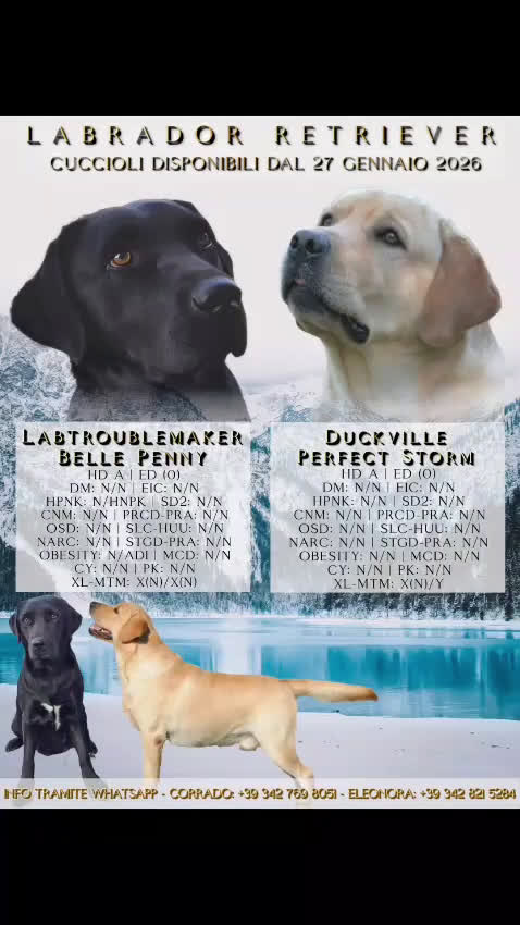Labrador cani in vendita: Labrador Retriever con Pedigree ENCI - Video 1