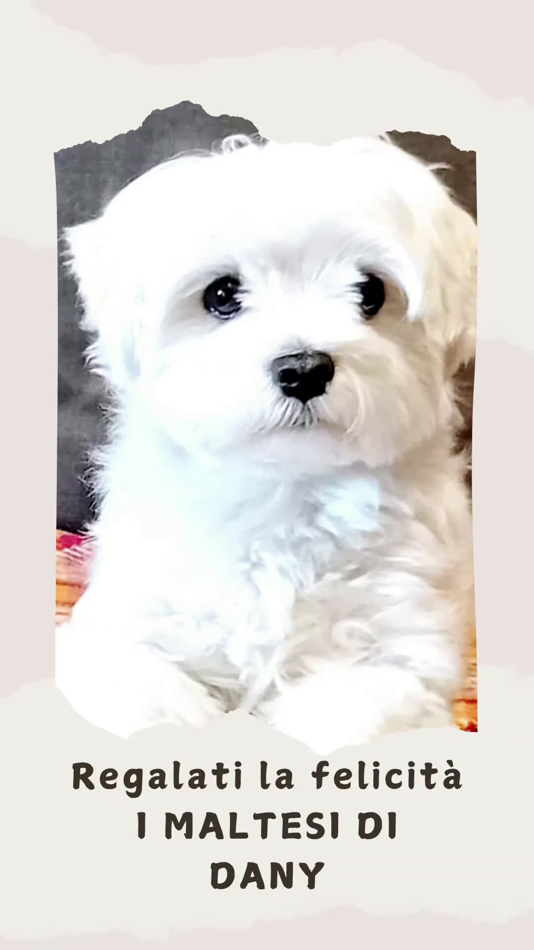 Maltese cani in vendita: Cuccioli di Maltese allevati in famiglia con amore - Video 2