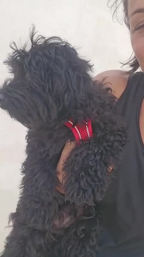 Barboncino cani in regalo: Bibi: barboncino Toy socievole con tutti - Video 3