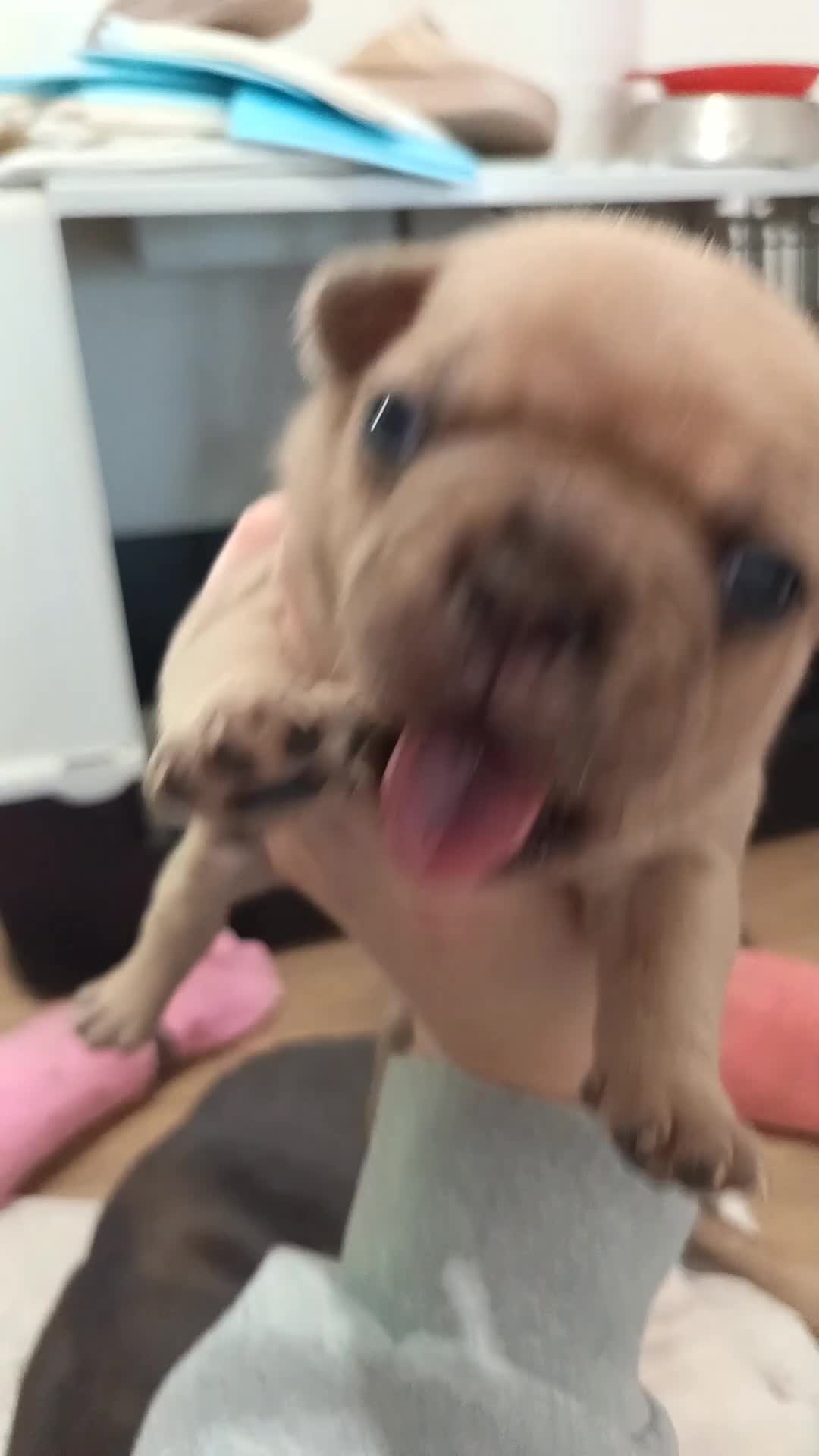 Bulldog Francese cani in vendita: Bulldog francese - Video 2