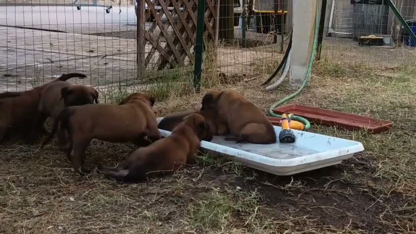 Pastore Belga cani in vendita: Cuccioli Pastore Belga Malinois Alta Genealogia a Provincia di Latina - Video 1