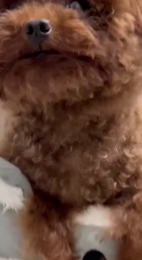 Barboncino Toy cani per accoppiamento: Accoppiamento con Teacup Poodle, Baby Face! - Video 1