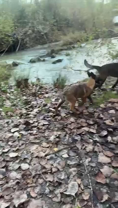 Pastore Belga cani in vendita: Pastore Belga Malinois - Video 1