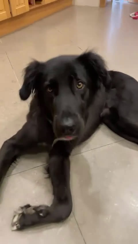 Meticcio cani in regalo: Blackie, Simil Flat Coat Retriever - Video 2
