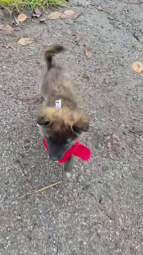Meticcio cani in regalo: GEORGI cucciola 3 mesi taglia piccola - Video 1