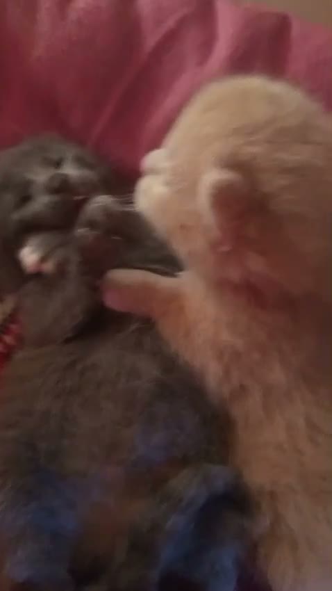 Maine Coon gatti in vendita: Maine coon  - Video 1