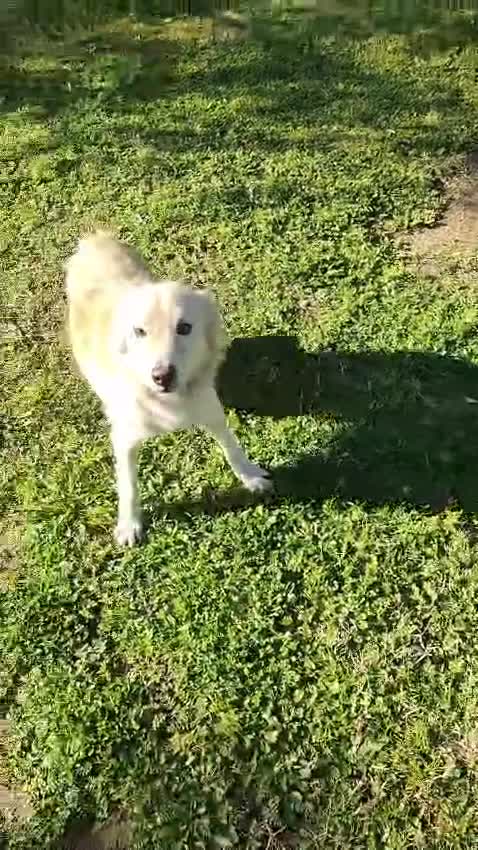 Meticcio cani in regalo: LUCKY vivace ed attivo! a Città metropolitana di Milano - Video 2