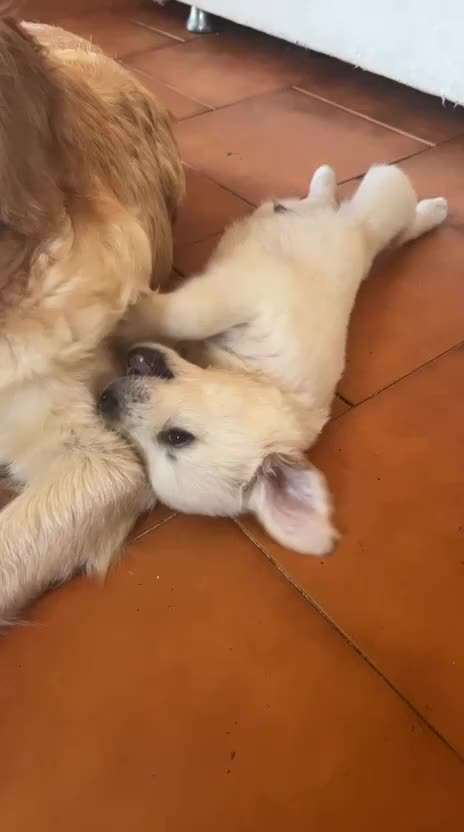 Golden Retriever cani in vendita: Golden Retriever a Provincia di Savona - Video 1