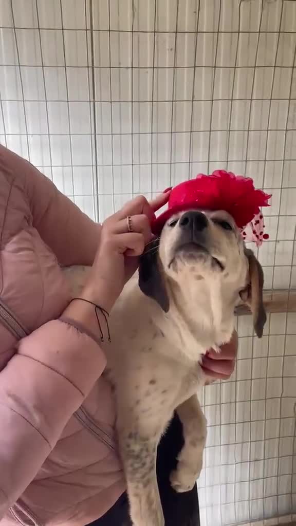 Meticcio cani in regalo: LA DOLCISSIMA SIRYA - Video 2