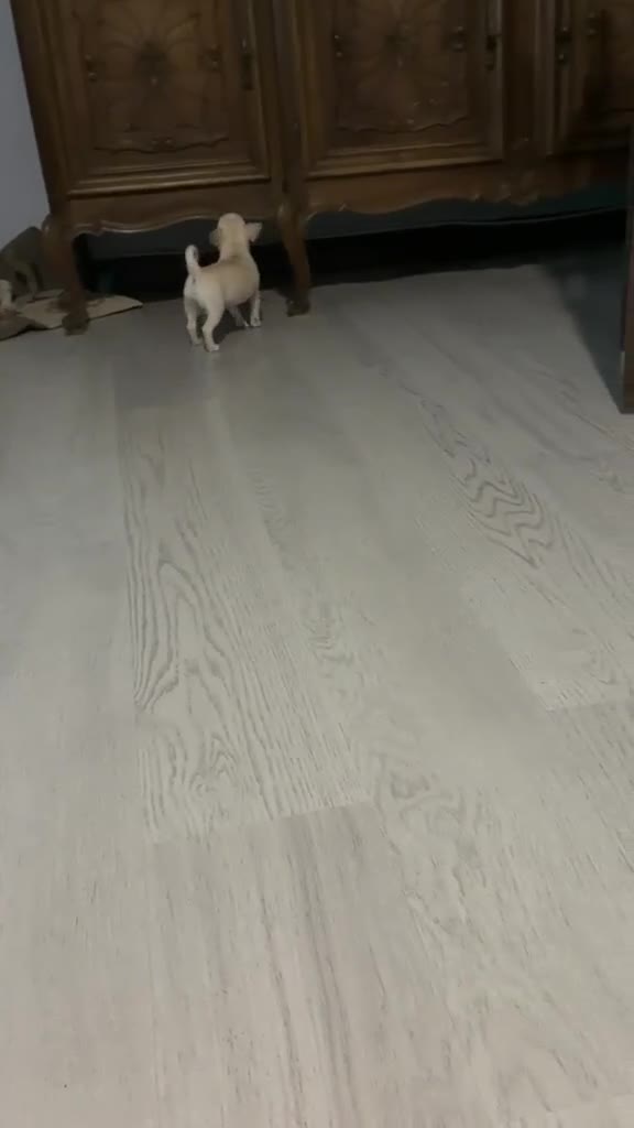Chihuahua cani in vendita: Cucciolo Chihuahua pelo corto - Video 2