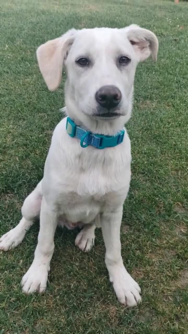 Meticcio cani in regalo: Puffo e Flo 4 mesi adottabili subito sono a Parma - Video 1
