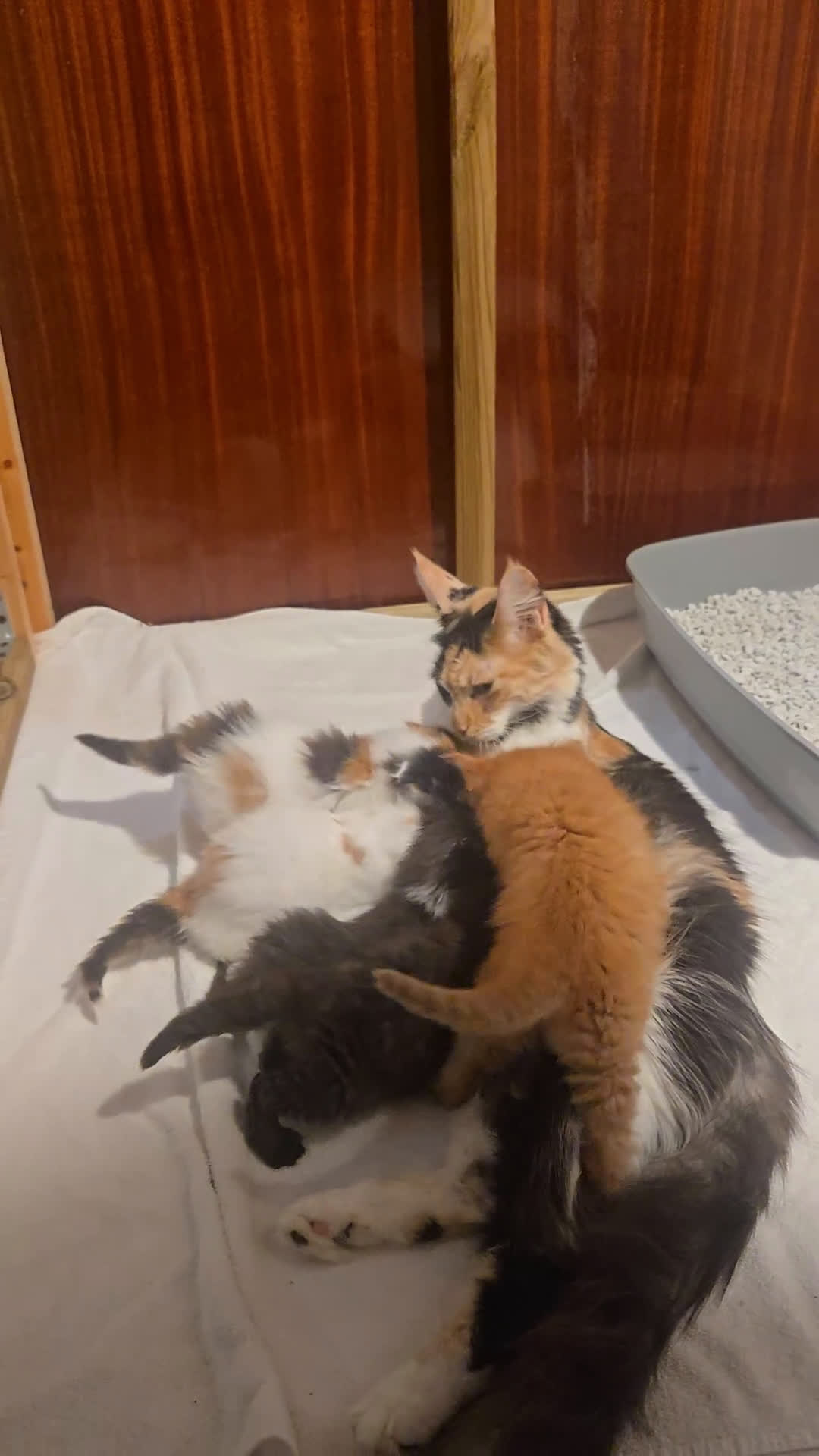 Maine Coon gatti in vendita: Maine coon maschietto Red pedigree Afef  - Video 1