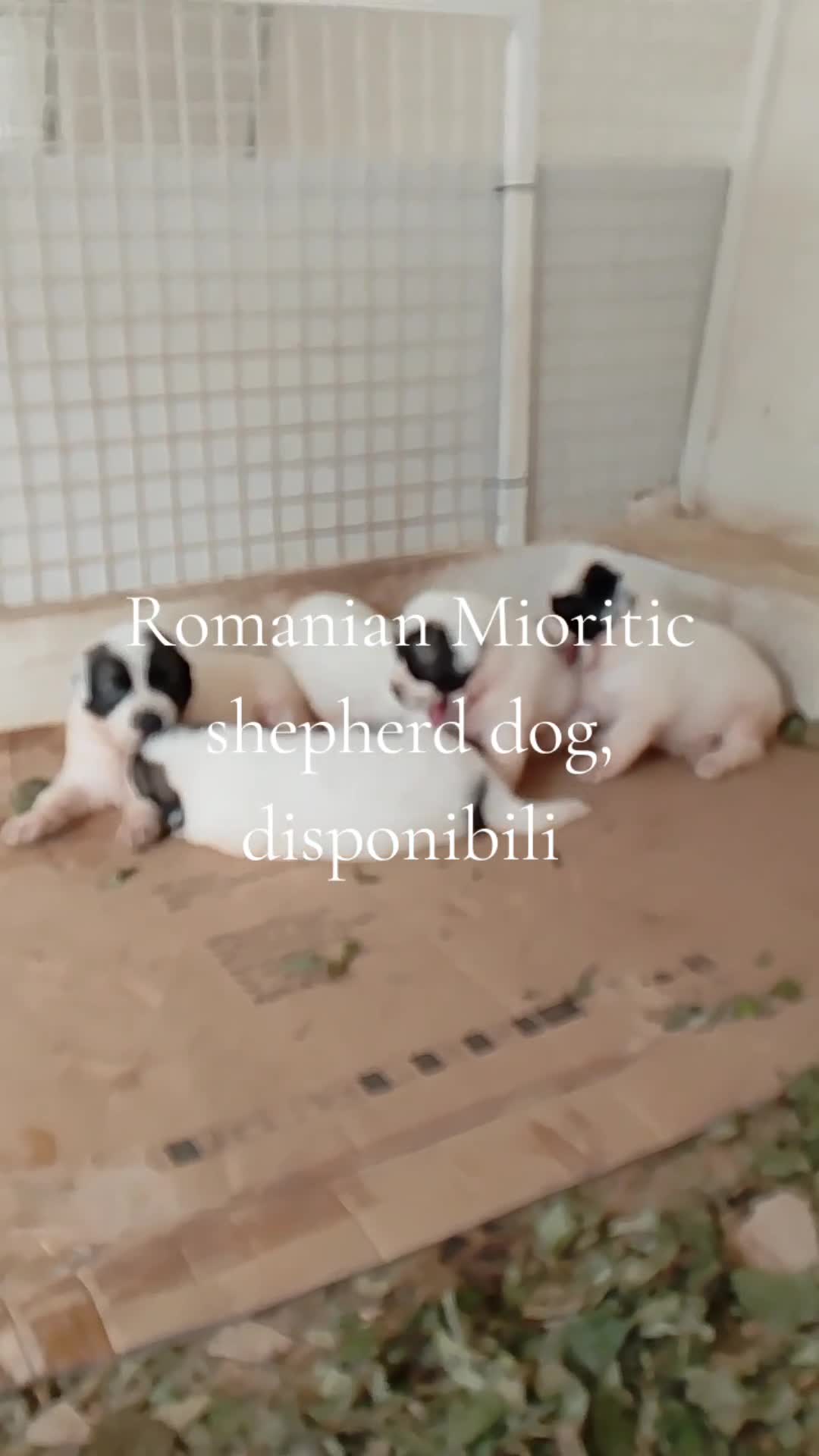 Altre razze cani in vendita: Romanian Mioritic shepherd dog  - Video 4