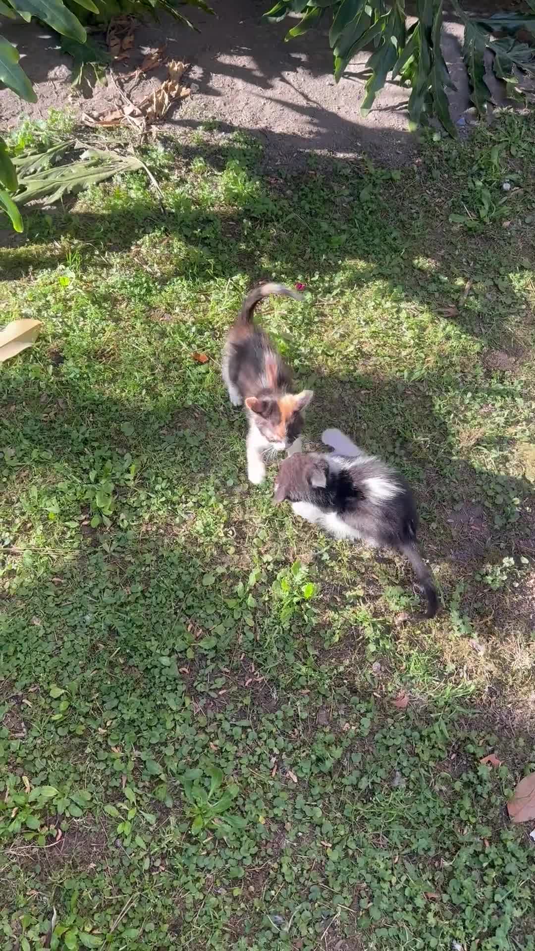 Meticcio gatti in regalo: Cercasi casa per cuccioli  - Video 2