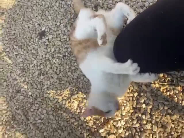 Meticcio gatti in regalo: DOLCE GATTINO ROSSO - Video 2