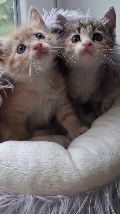 Europeo gatti in regalo: Milly e Molly  cercano  urgentemente  casa. - Video 1