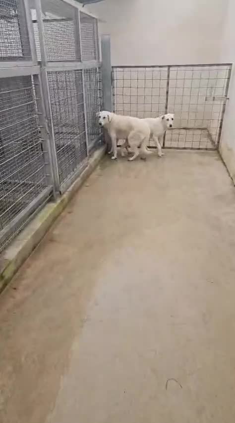 Meticcio cani in regalo: Chiara: giovane, socievole ed equilibrata - Video 2