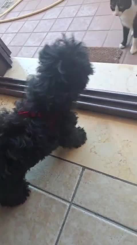 Barboncino cani in regalo: Bibi: barboncino Toy socievole con tutti - Video 1