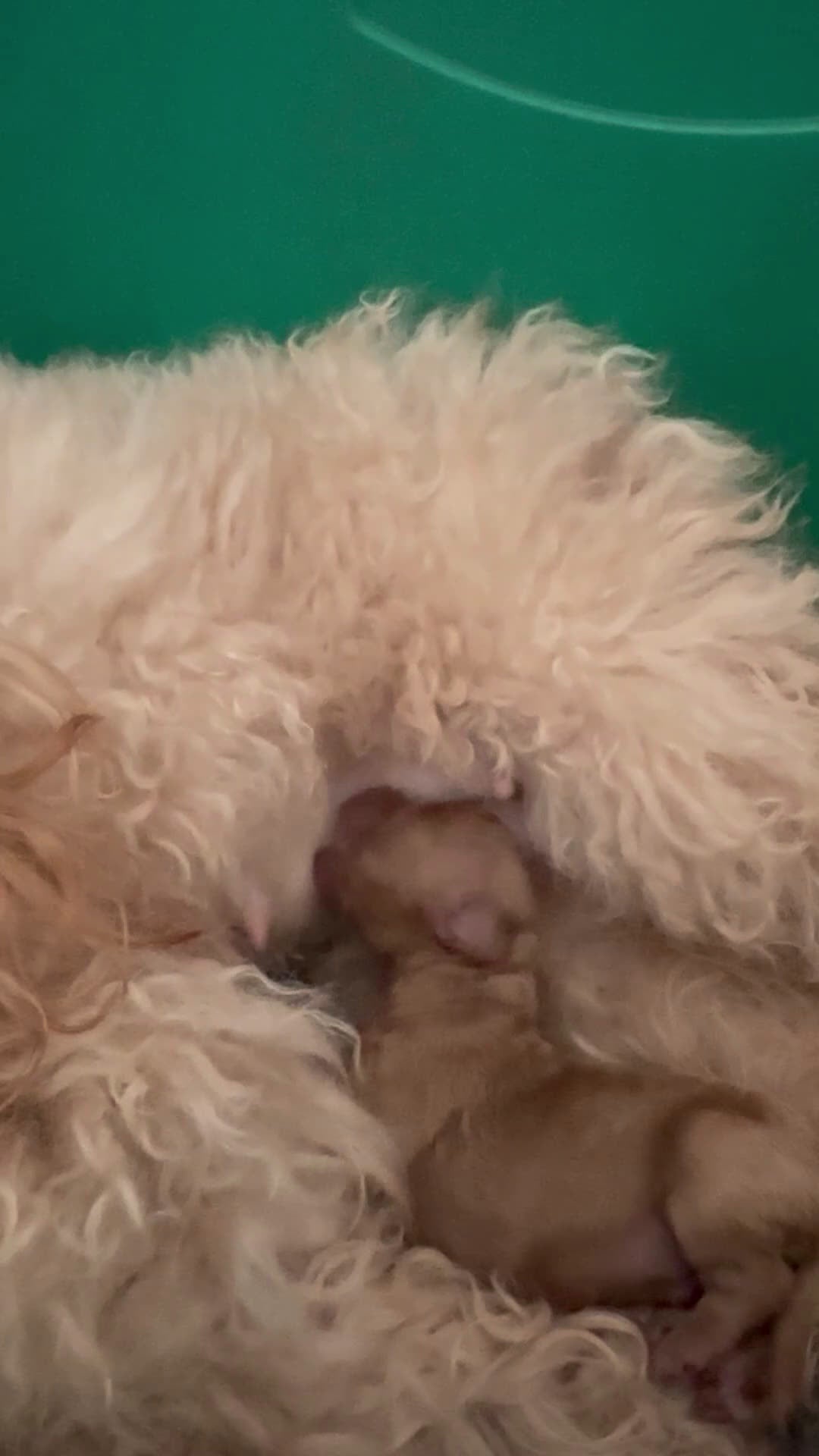 Barboncino Toy cani in vendita: Barboncino fulvo maschio  - Video 1