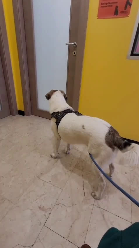 Meticcio cani in regalo: Splendida meticcia TWITTY a Città metropolitana di Milano - Video 2