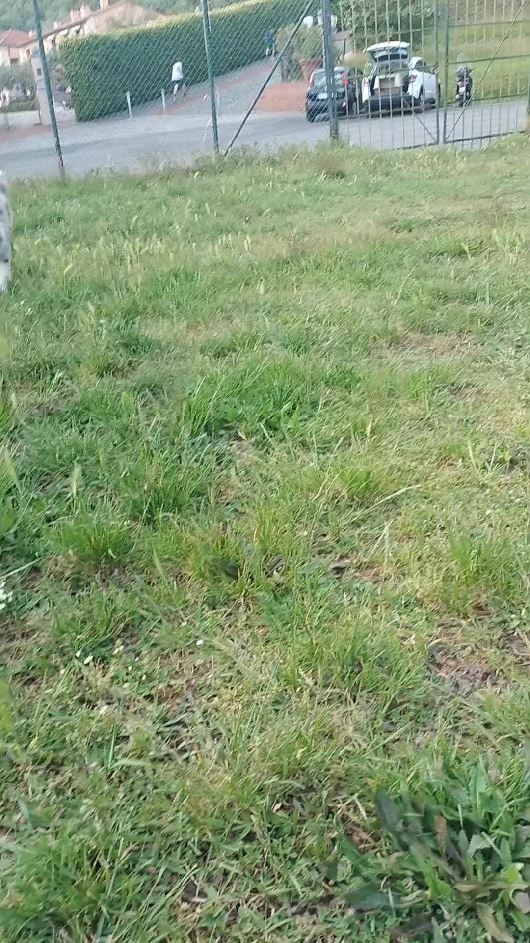 Collie cani in vendita: Cucciolo di Collie a Città Metropolitana di Genova - Video 1