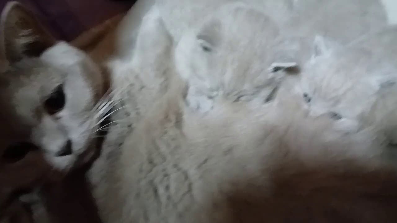 British gatti in vendita: British shortair - Video 2