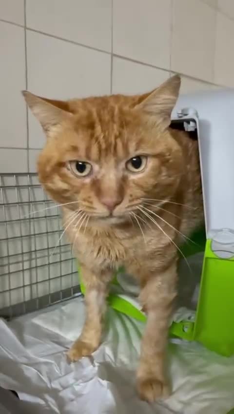 Meticcio gatti in regalo: Liberato adozione del cuore - Video 1