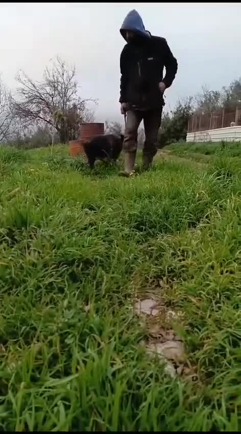 Meticcio cani in regalo: Windy, splendida ed equilibrata simil labrador - Video 1