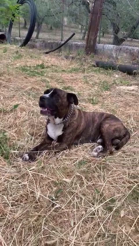 Meticcio cani in regalo: Una famiglia per Ronny - Video 5