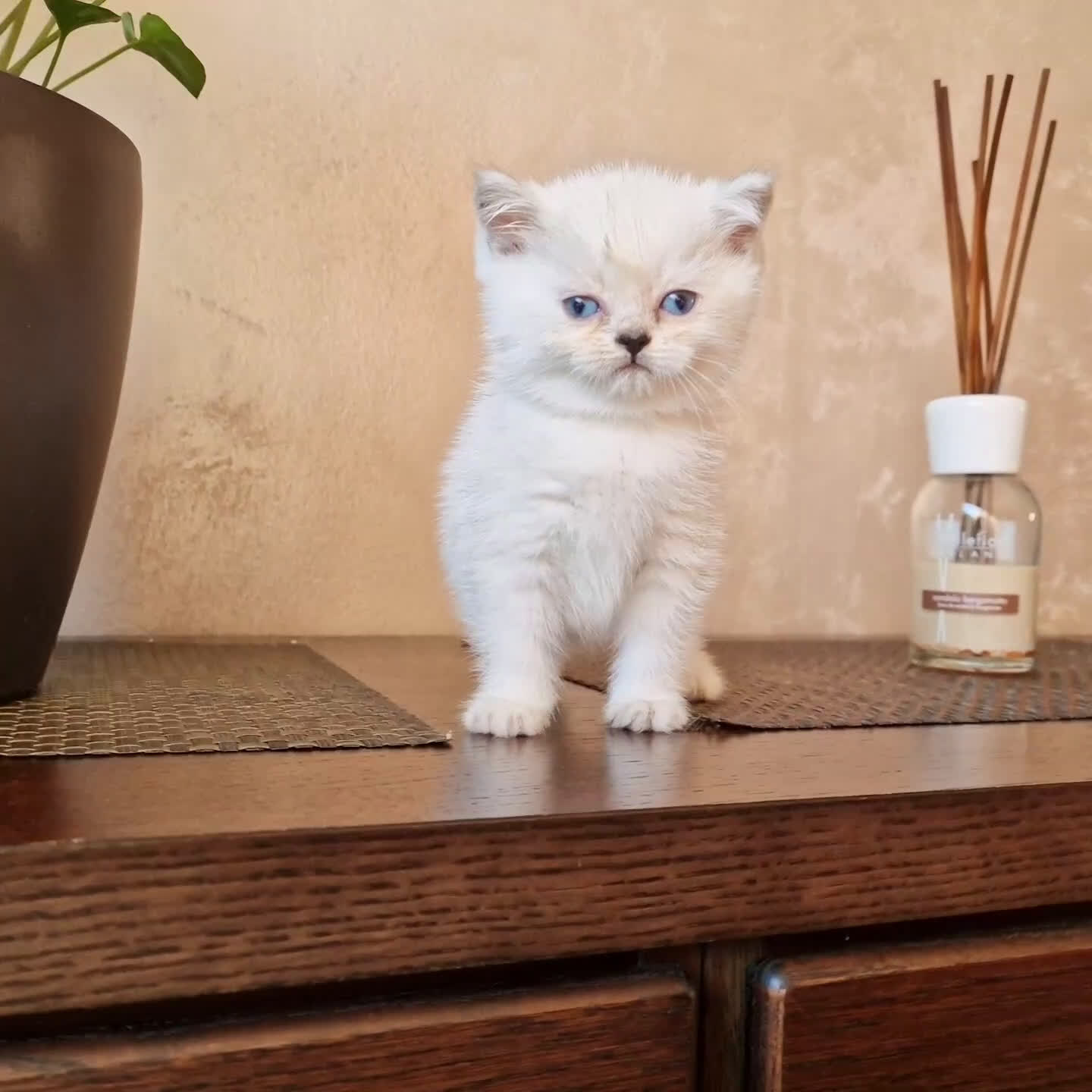 British gatti in vendita: British shorthair e longhair  a Provincia di Monza e della Brianza - Video 1