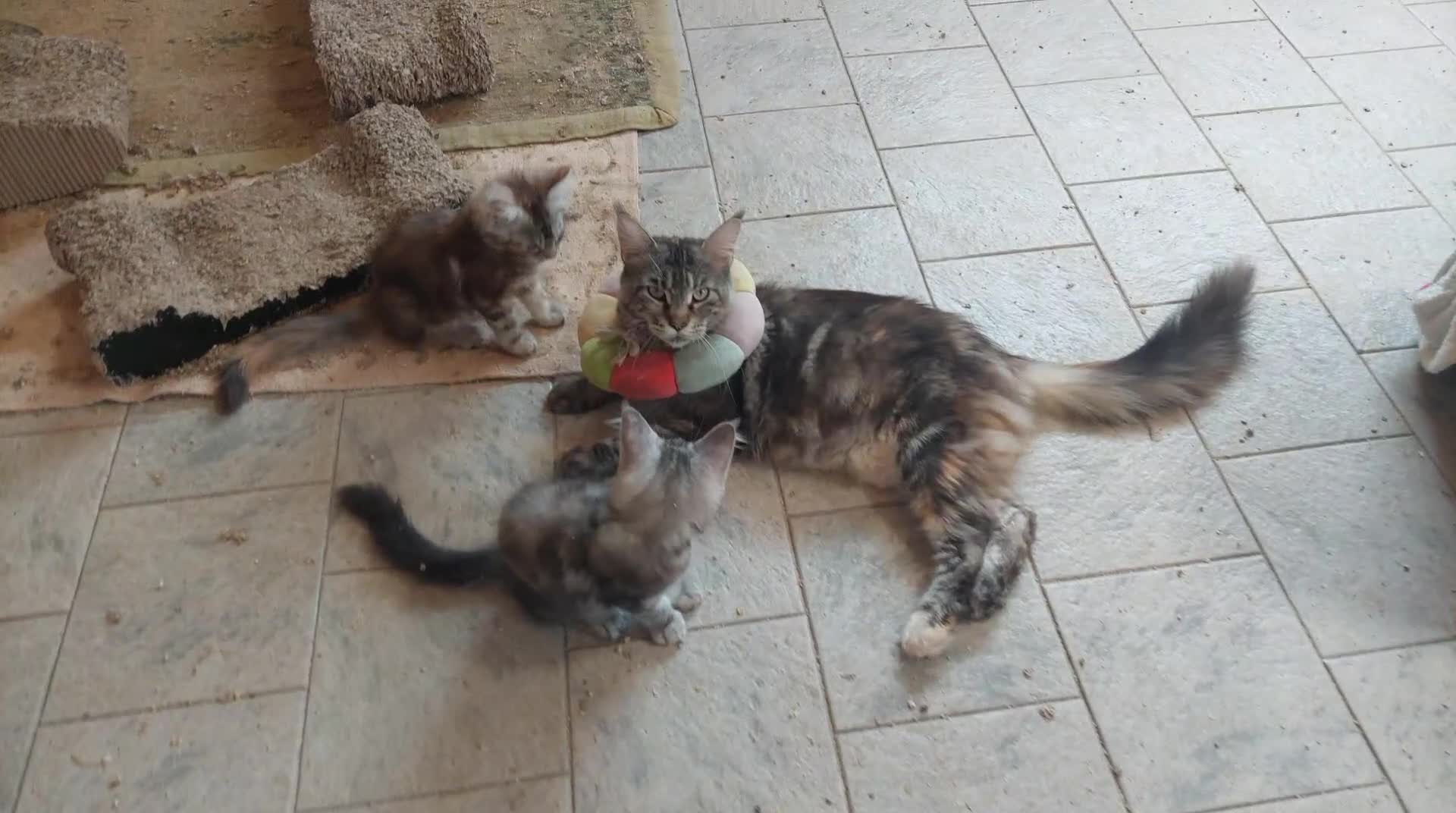 Maine Coon gatti in vendita: Cuccioli Maine coon femmine Tortie - Video 5
