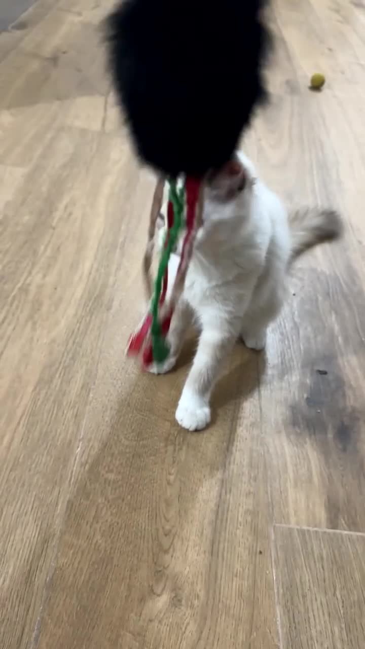 Ragdoll gatti in vendita: Ragdoll - Video 1