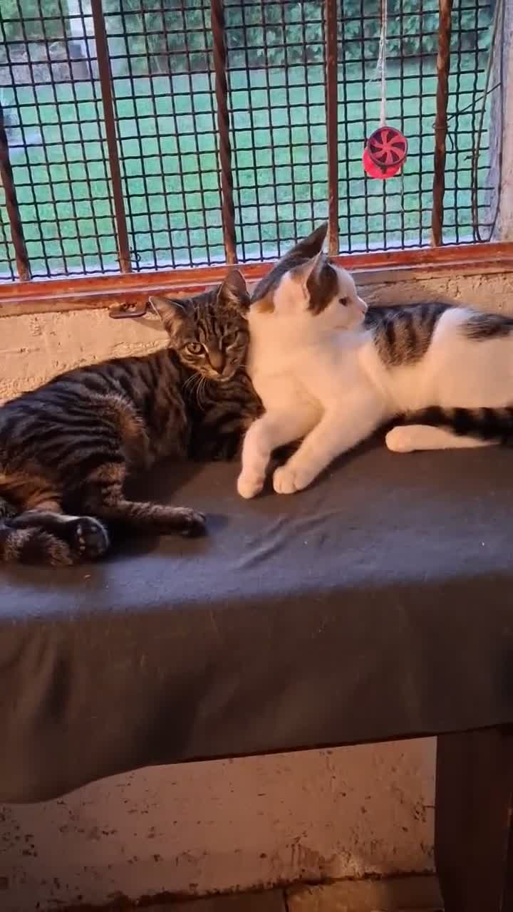Europeo gatti in regalo: Cuccioli di gatto  - Video 2