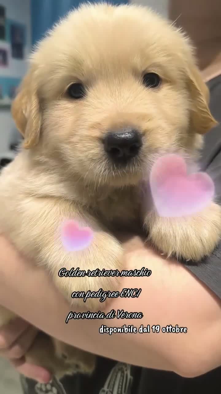 Golden Retriever cani in vendita: Golden retriever cucciolo maschio pedigree ENCI  - Video 1