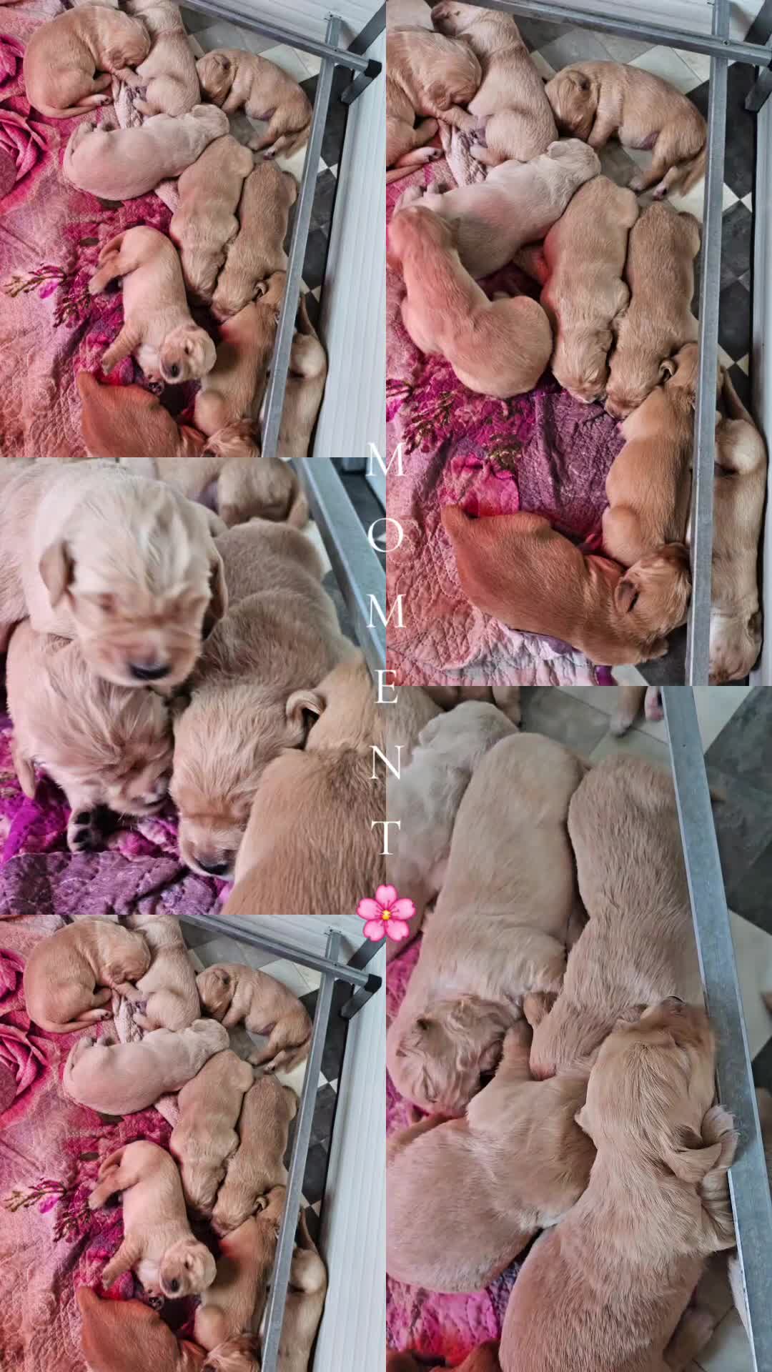 Golden Retriever cani in vendita: CUCCIOLI GOLDEN RETRIEVER  - Video 1