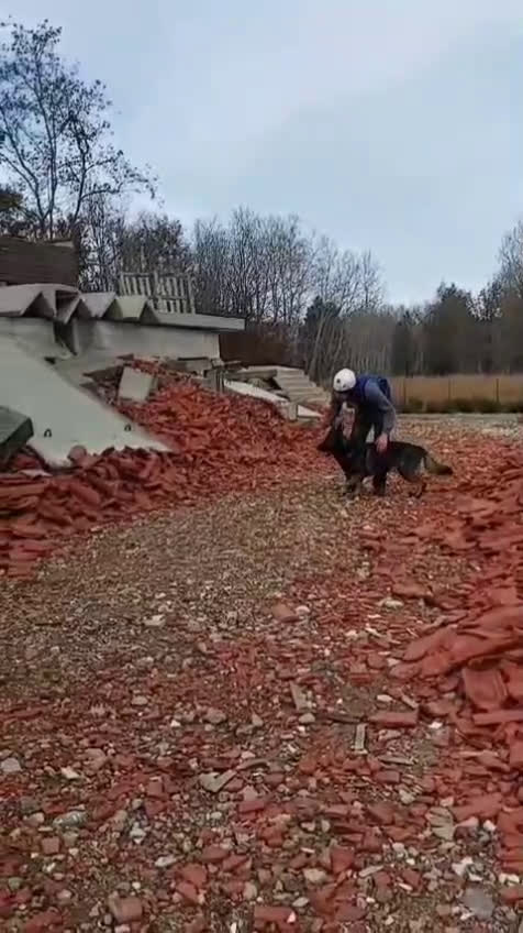 Pastore Tedesco cani per accoppiamento: Pastore Tedesco (Grigione) disponibile per monta  - Video 2