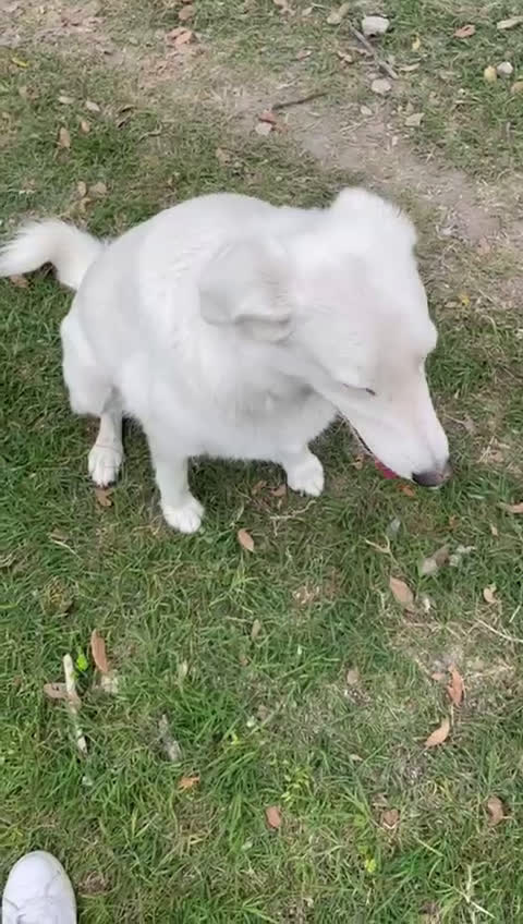 Meticcio cani in regalo: ADOTTA LO SPLENDIDO CESARE - Video 2