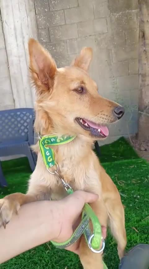 Meticcio cani in regalo:  Bing - Video 1