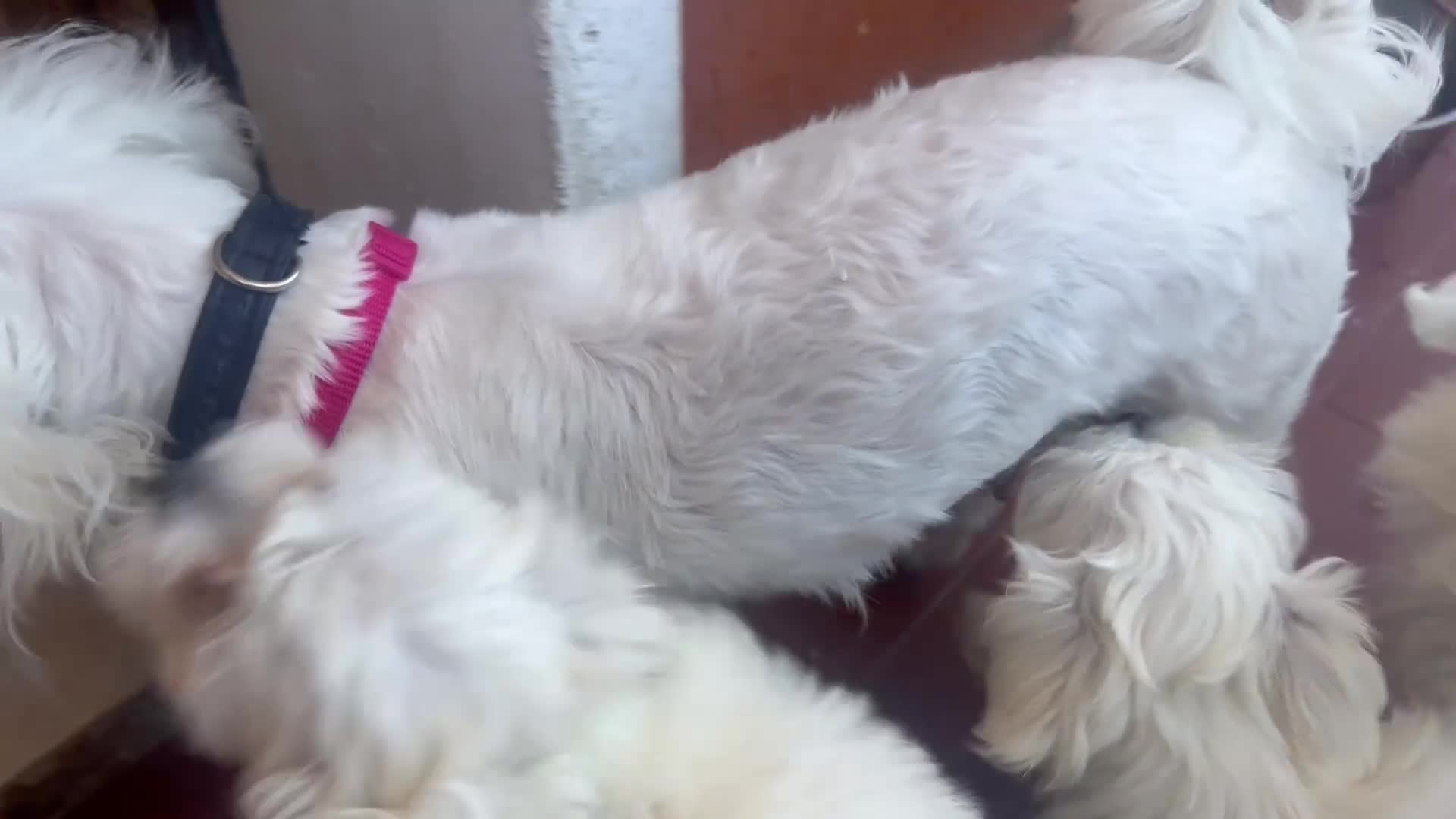 Maltese cani in vendita: Cucciolo  - Video 2