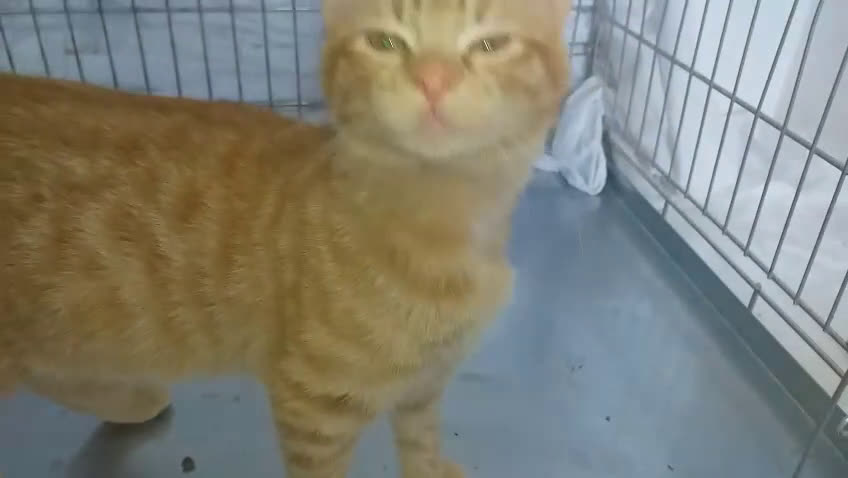 Altre razze gatti in regalo: Tarzan, micino rosso, 4 mesi, cerca casa  - Video 1