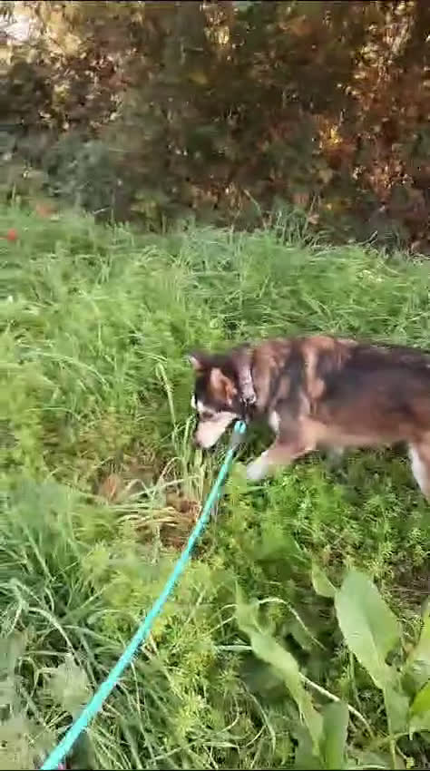 Husky cani in regalo: LARA  a Provincia di Avellino - Video 3